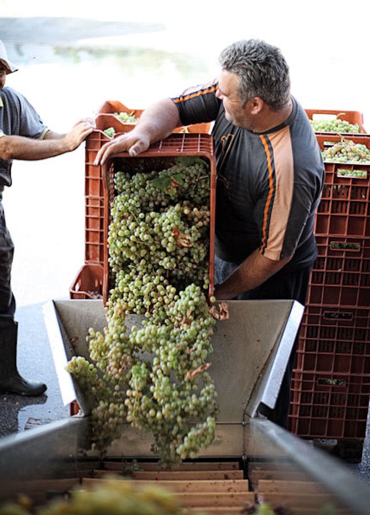 two men οverturning frame panel with grapes on conveyor belt at 'Domaine Migas' facilities